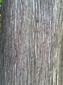 Northern White Cedar bark