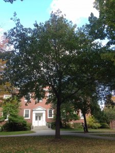 Norway Maple