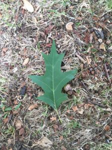 Pin Oak Leaf