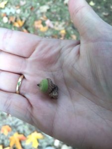 Pin Oak Acorn