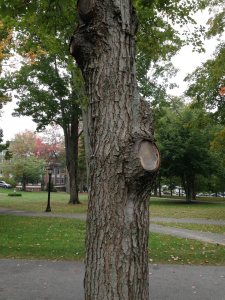 Red Maple bark