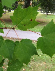 Red Maple leaves and twig