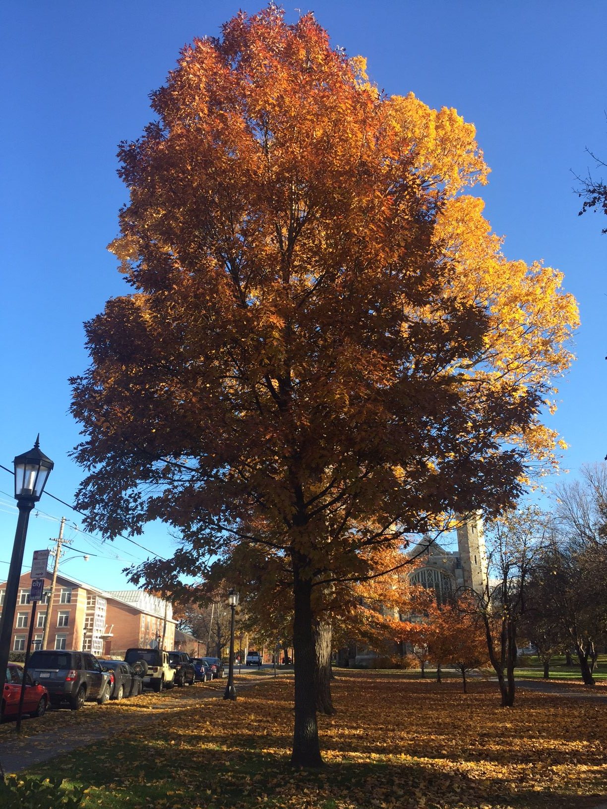 Northern Red Oak | Bates Canopy | Bates College