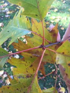 Red Oak twig