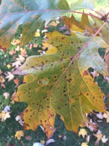 Red Oak leaf