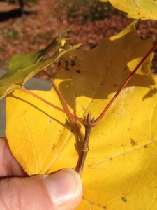 Sugar Maple buds