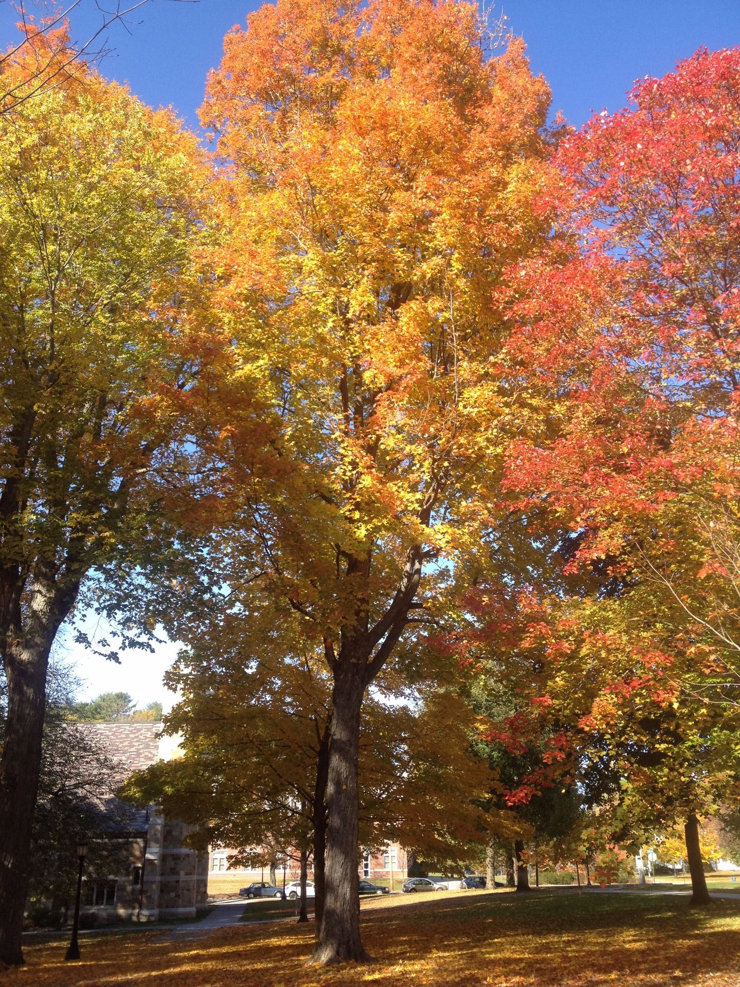 sugar maple leaf