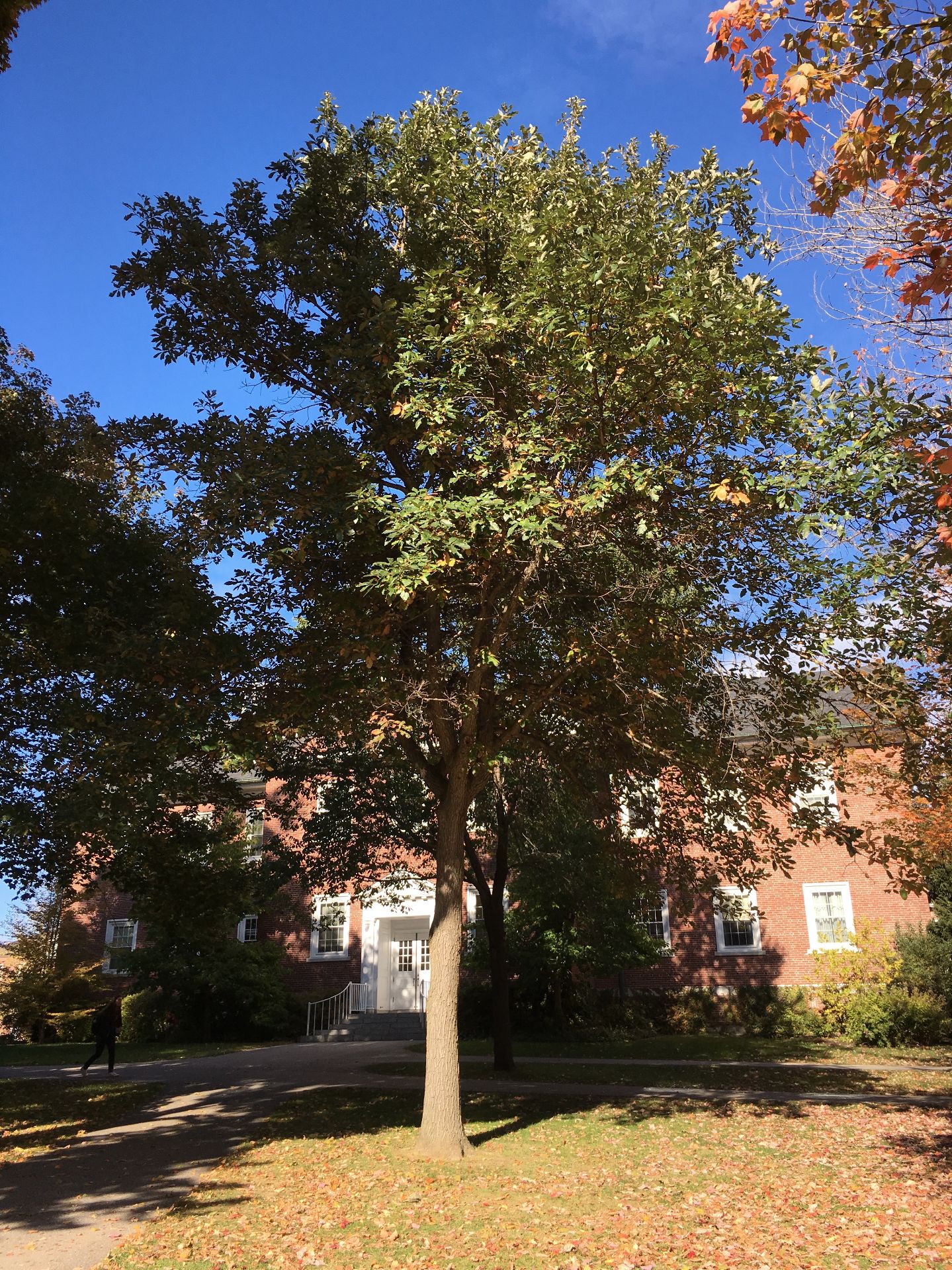 Swamp White Oak | Bates Canopy | Bates College