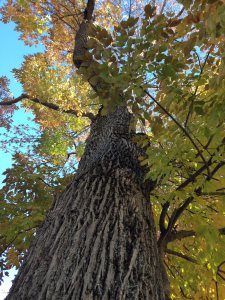 White Ash bark