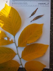 Yellowwood leaves and seeds