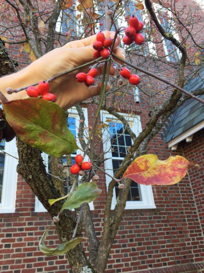 Flowering Dogwood Bates Canopy Bates College