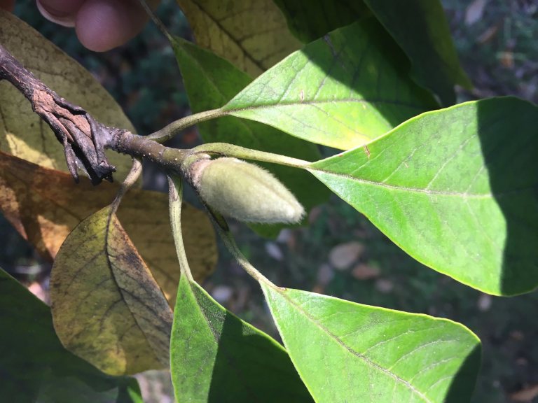Saucer Magnolia Bates Canopy Bates College
