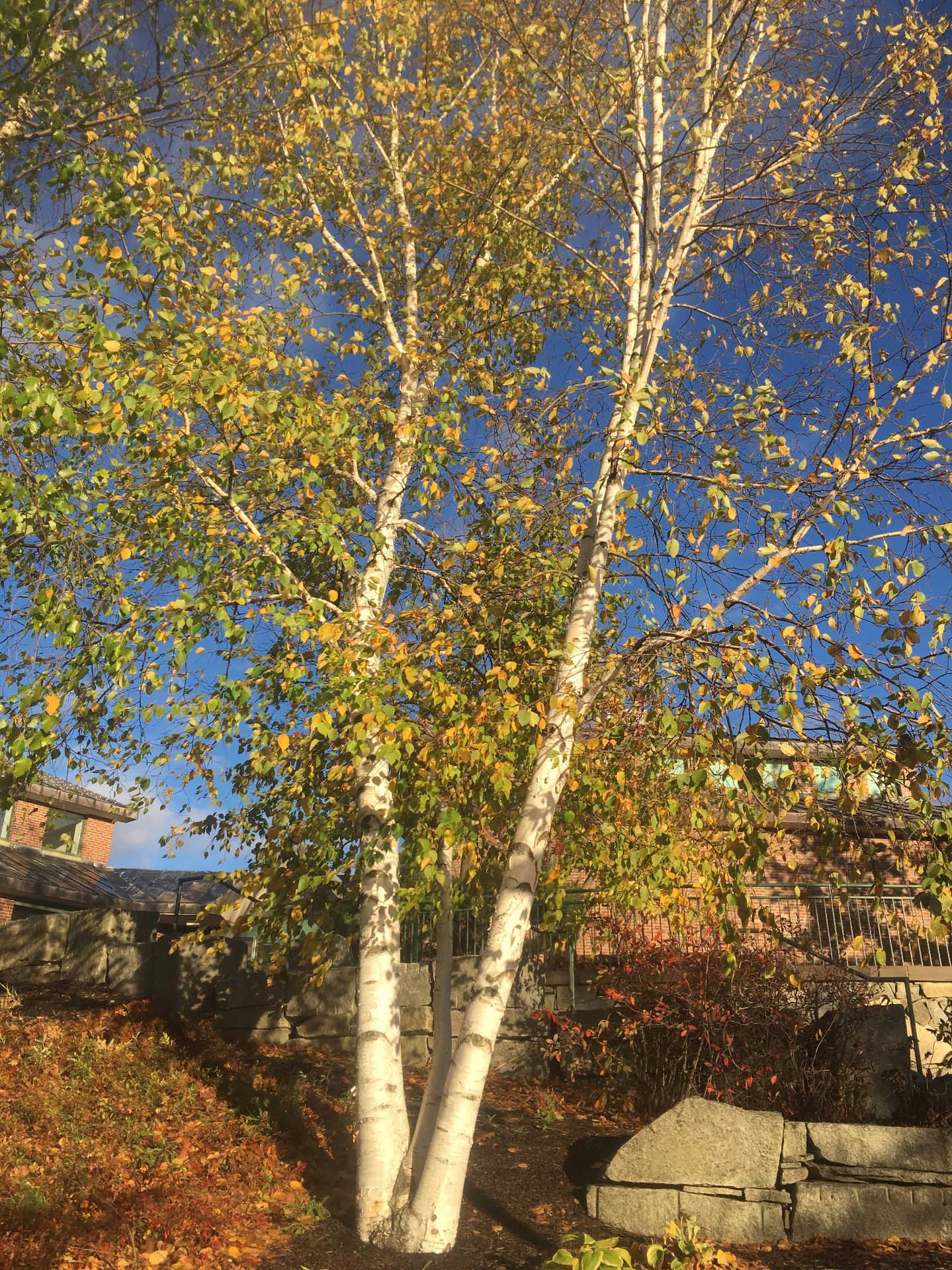 Paper Birch, Bates Canopy