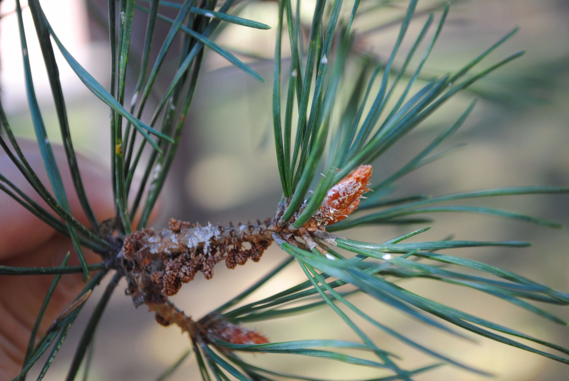 Pine needles - Pinus sylvestris - Perfumetherapy
