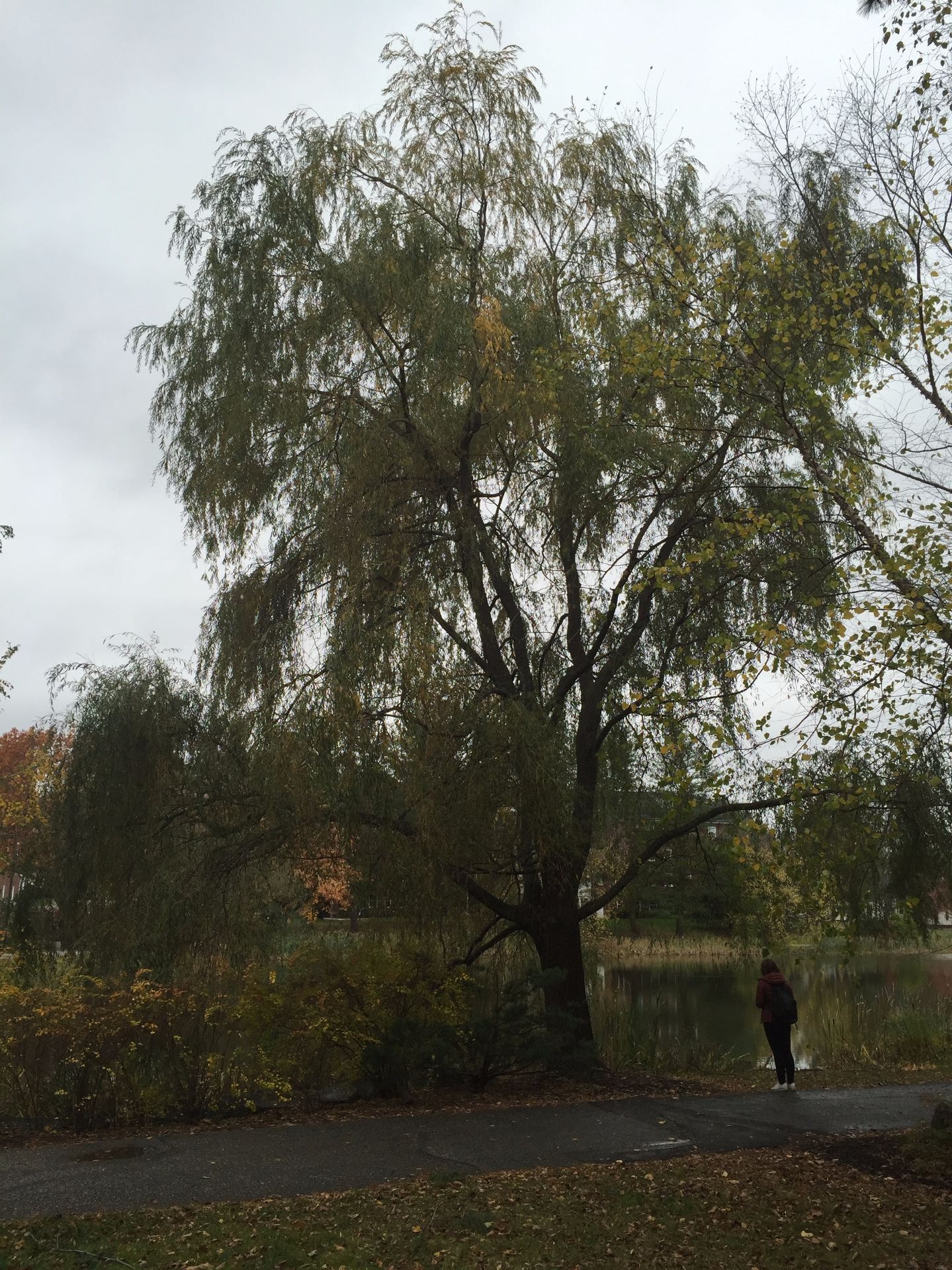 Weeping Willow, Bates Canopy