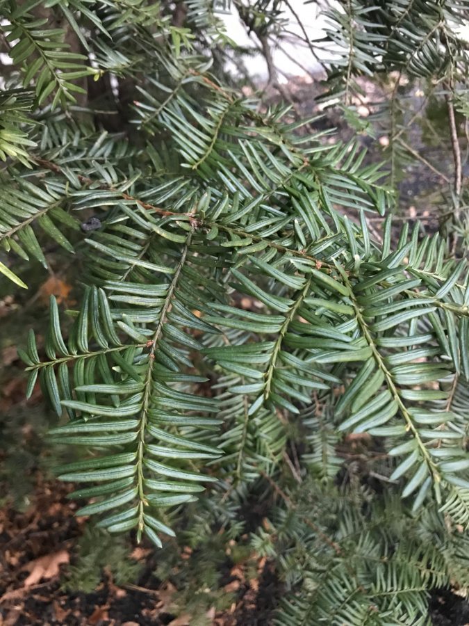 Canada Yew Bates Canopy Bates College