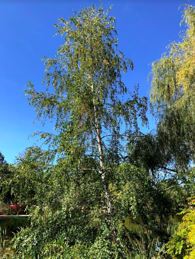 River Birch, Bates Canopy