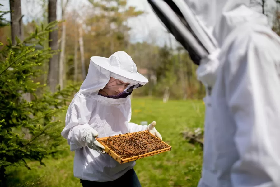 Alex Salazar '20 of Ridgefield, Conn., was one of a group of students in Paula Schlax's Honeybee Science course who visited an apiary on Thursday, May 18, 2017. The course centers around recent observations of increased bee mortality specifically exploring the proposed roles of varroa mites, viruses, and pesticidesWe are at 755 College Road Lewiston tomorrow at 10 and at 1:30 looking at Bees at my house. As long as we emphasize that students:1. Measured protein and sugar content in honey2. Examined different anatomical features using the Scanning Electron Microscope,3. Used molecular biology techniques to discover the presence of viruses and bacteria in honeybees4. Examined wax and honey for commonly used pesticides using Gas chromatography and mass spectrometry5. Examined the different stages of the development of honeybees in a local beehive (tomorrow)