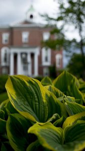 Closeup of greenery with Hathorn hall in background