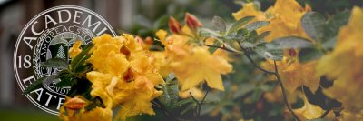 Bates Seal with overlapping blooming yellow flowers