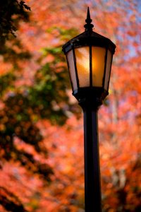 Fall foliage brings the Bates campus to life.