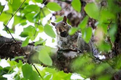 A squirrel fills it's mouth with a seed near The Puddle on June 7, 2018.