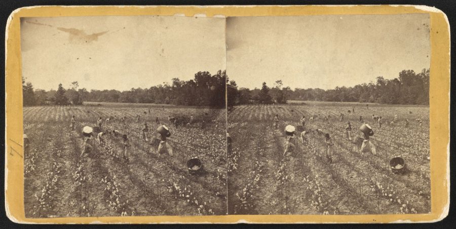 In this 1860 photograph, African Americans, likely slaves, pick cotton near Montgomery, Ala. (Lakin, J.H., photographer. 186: https://www.loc.gov/item/2012648057)