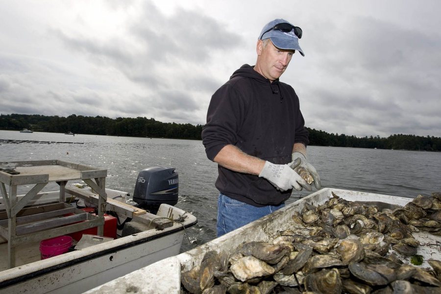 Eric Peters '87 owns the Norumbega Oyster Co., which cultivates oysters in the Damariscotta River. (Phyllis Graber Jensen/Bates College)