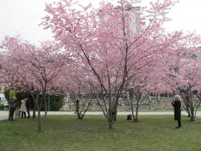 Stadtpark, Vienna. Photo: Matthew Johnson