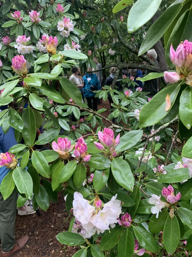 Kinney Azelea Gardens