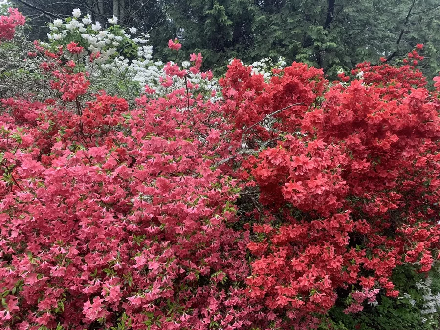 Kinney Azelea Gardens