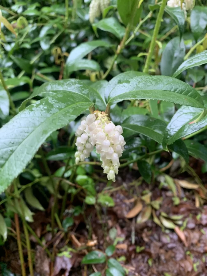 Kinney Azelea Gardens