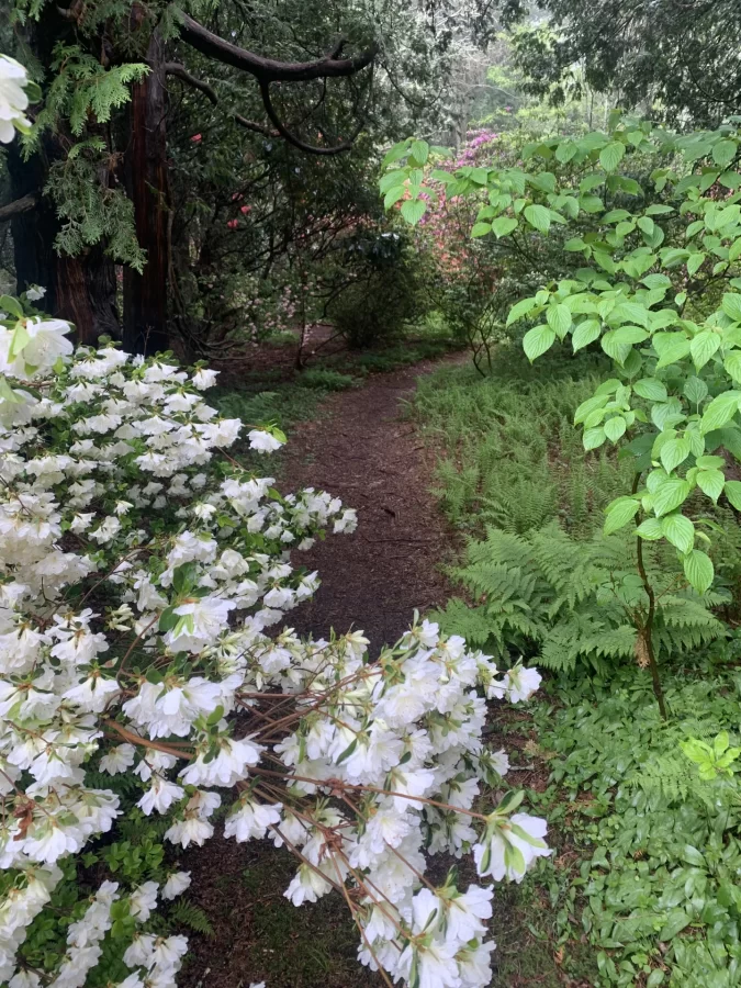 Kinney Azelea Gardens