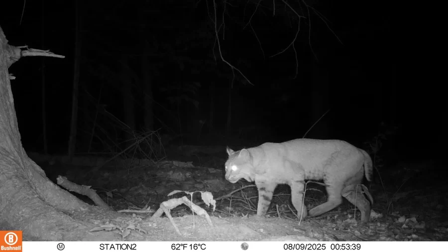 Black and white photo of bobcat next to tree trunk.