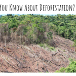 Deforestation Jeopardy
