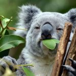 Koala Care and Conservation