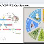 CRISPR Gene Editing: Changing the Future of Science