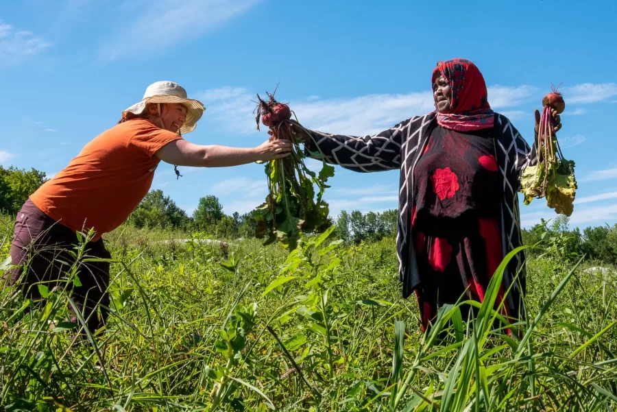 Isabelle Mueller, left a Bates College intern grabs a giant beet Friday morning from Habib Noor at the New Roots Cooperative Farm on College Street in Lewiston where they were harvesting crops bound for the Bath Farmers Market this weekend. Mueller has been mostly involved in fianances and wanted to experience something different and through the colleges Harward Center for Community Partnerships, she was able to spend the summer meeting farmers, working in the fields and gaining newfound respect for what it takes to put food on the table.