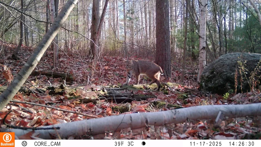 Wildlife camera image of a bobcat in the woods of central Maine