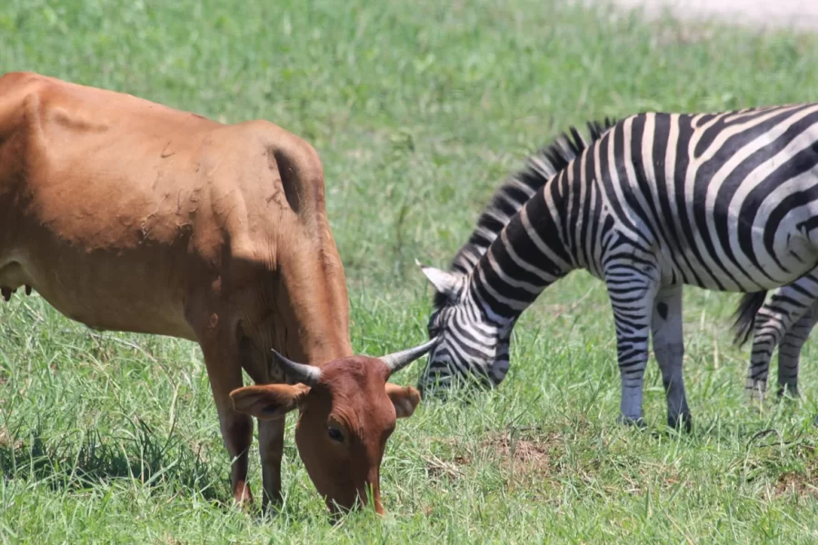 Cow and zebra grazing in the floodplain of the Okavango Delta, Botswana