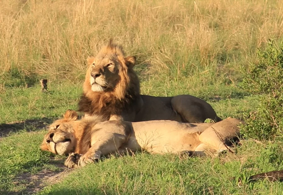 Coalition of two adult male lions in the Okavango Delta, Botswana