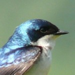Birds of North America: Online. . . and at Bates Birds of North America: Online. . . and at Bates