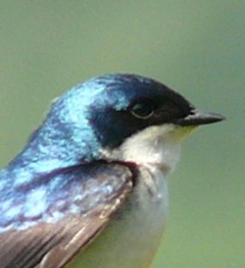 Tree_Swallow-27527-3_cropped