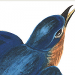 Audubon Day Events Audubon Day Events