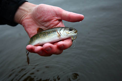 Gone Fishin', Bates Magazine