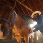 Bill Burleigh readies Newt for the morning ride. Photograph by Shauna Stephenson.