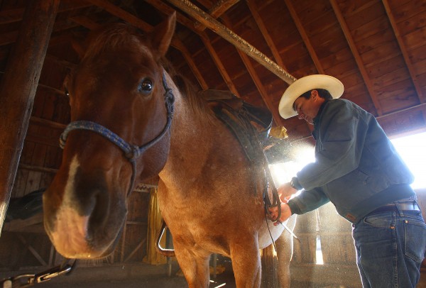 Bill Burleigh readies Newt for the morning ride. Photograph by Shauna Stephenson.