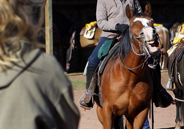 A horse yawns before the morning ride. The ranch maintains about 70 horses each year, buying, selling and training their own herd. Photograph by Shauna Stephenson.