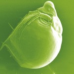 Say hello to the genus Daphnia, also known as a water flea — though they're not insects but crustaceans, magnified 130 times.