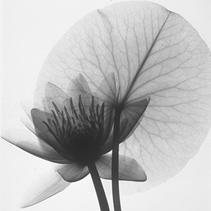 Between Science and Art: X-ray Photographs by Judith K. McMIllan